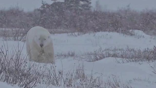 @leroypolarbear