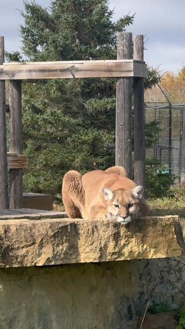 @The Wildcat Sanctuary