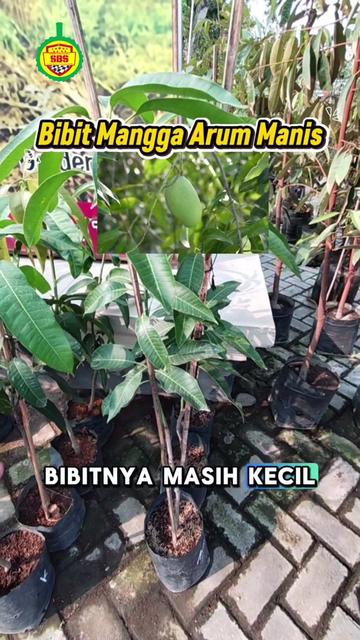 @Produksi Buah_SBS