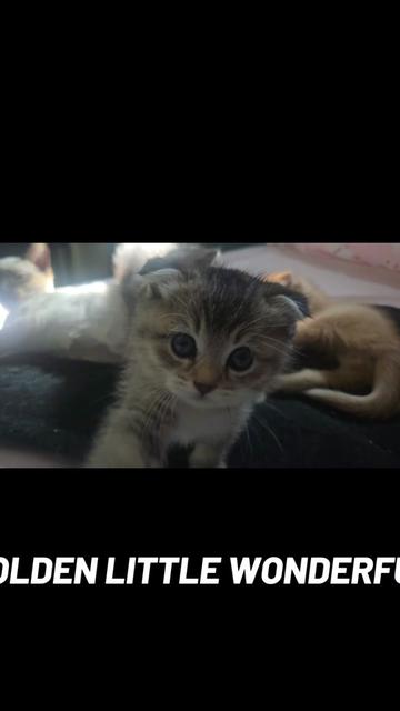 @Brittany's Beauties Kittens