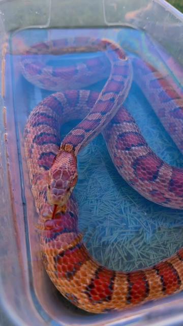 @Medusa Exotics