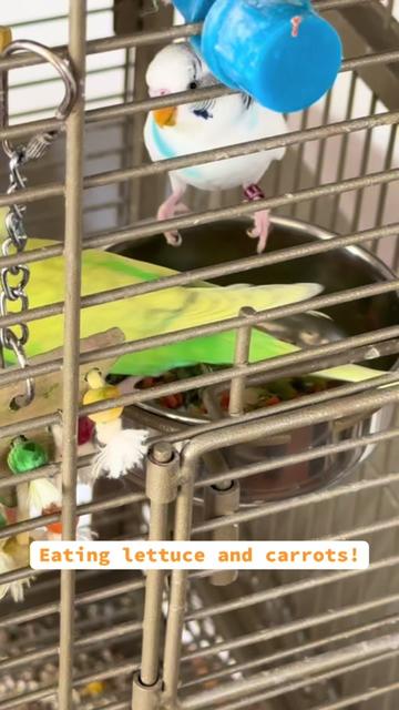 @The budgie trio