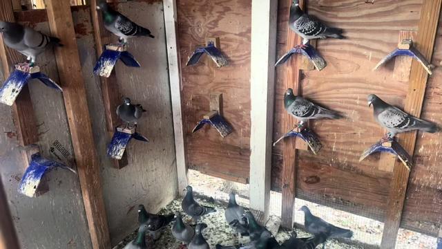 @Pigeons