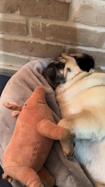 @Pug_bulka