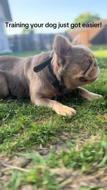 @TheFrenchieShop