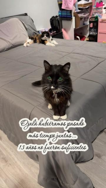 @Miau Creations