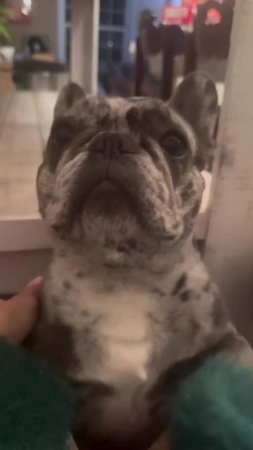 @Fly Lil Frenchie From OKC