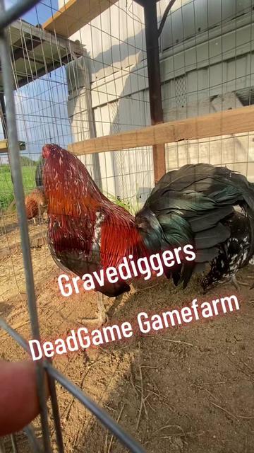 @DeadGame.Gamefarm