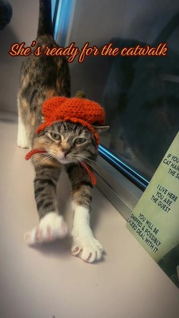 @The Fur Seasons Feline Rescue