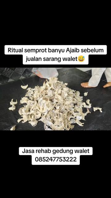 @Walet Rimba Kalimantan