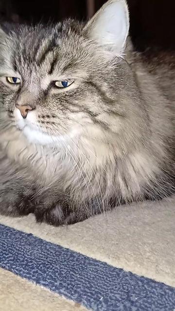 @cat_bayun_