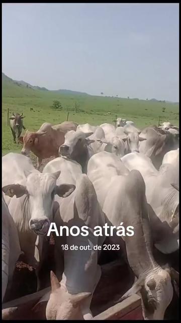 @Eduardo Santos