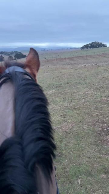 @TDDG Equestrian