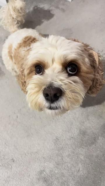 @My Cavachon