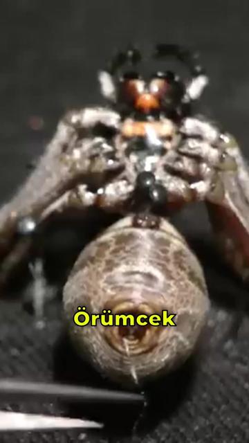 @Dahi Şort