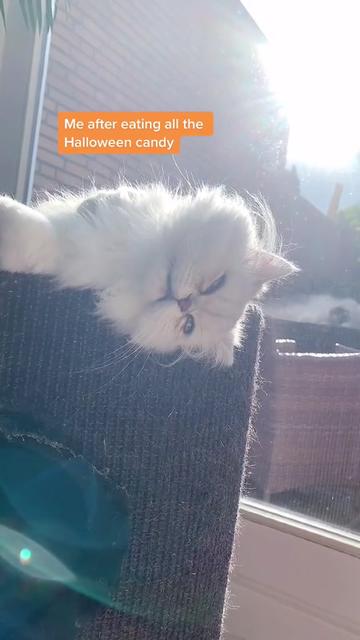 @Dutchkittycat
