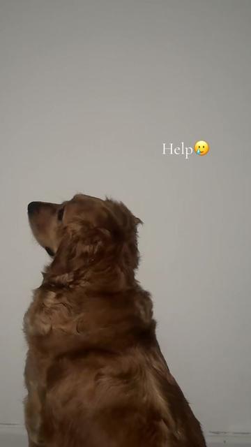 @Thebestgoldenlife