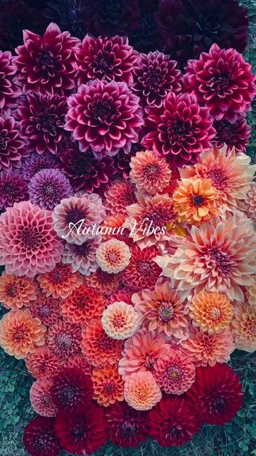 @Christopher | Flower Farmer