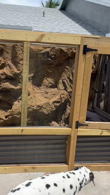 @Tommys_reptiles