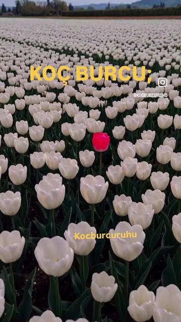 @kocburcu6