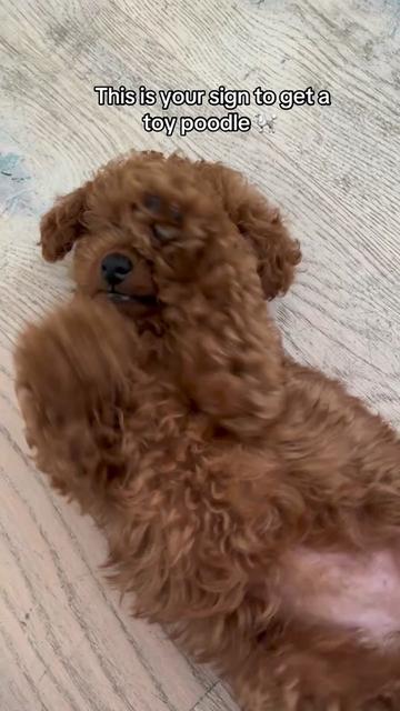 @peppermytoypoodle