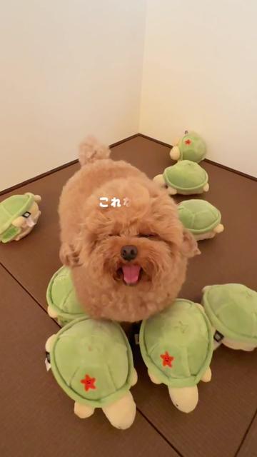 @ããð«ð§ž