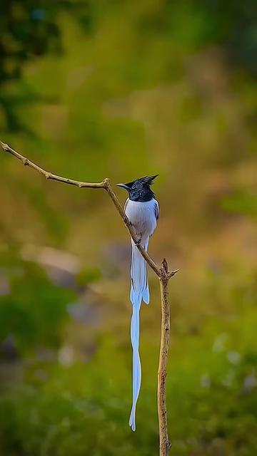 @🦋AISHA🦋