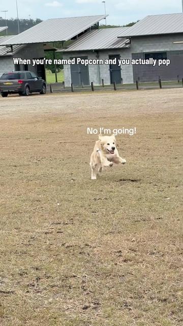 @3goldenretriever
