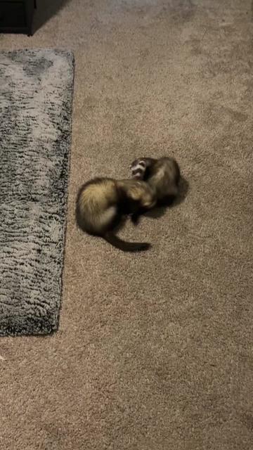 @oliverandstellaferrets