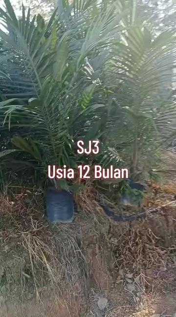 @BOS SAWIT