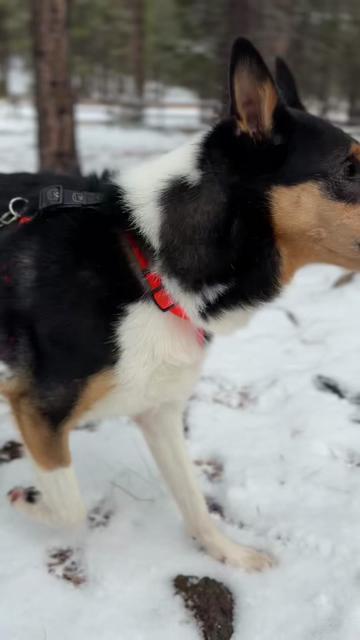 @lauren | dog behavior pro