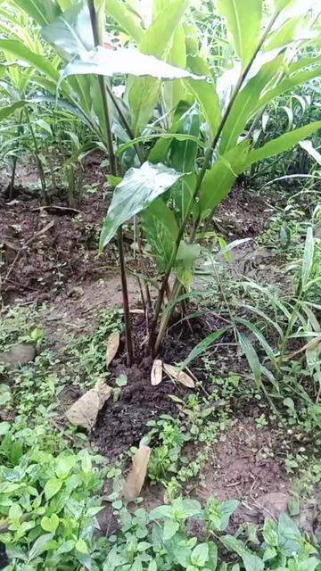 @शेखर भारद्वाज