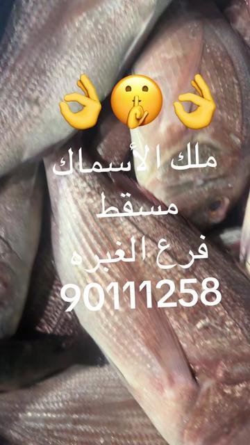 @KING FISH 🇴🇲 مـلـك الأســماك