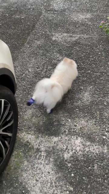 @G H O S T TheRunnerPom