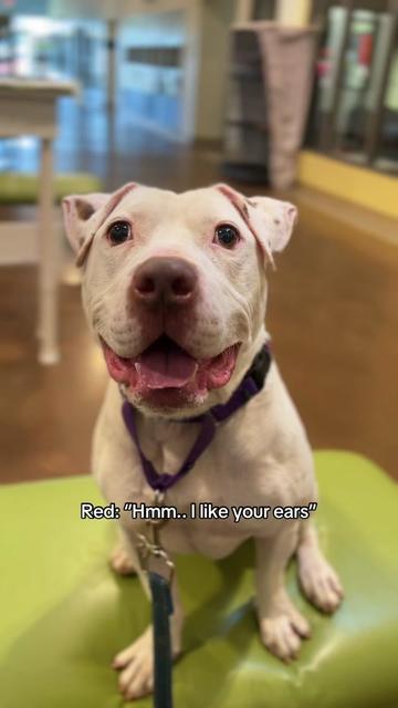 @Lynchburg Humane Society