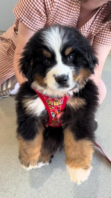 @James Street Vet