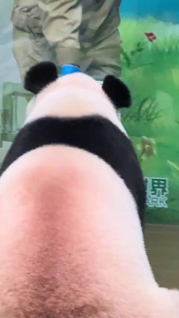 @熊猫妹珠🐼