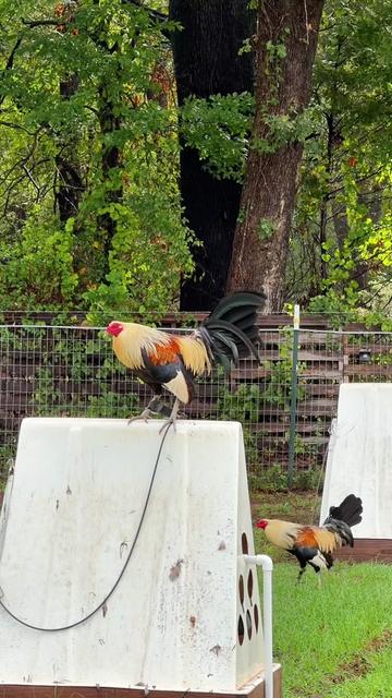 @Quốc Bảo ( baosting)