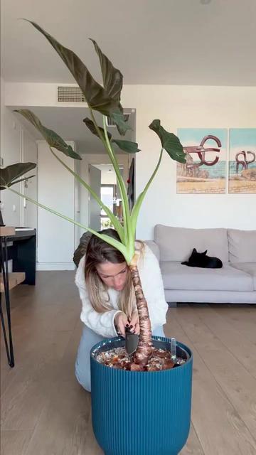 @🌱 En Abril Hojas Mil 🌱
