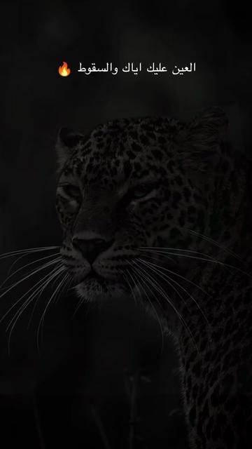 @يوميات حمادة