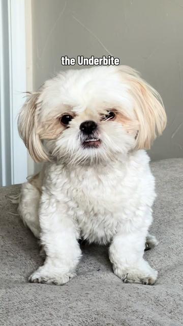 @Hugh the Shih Tzu