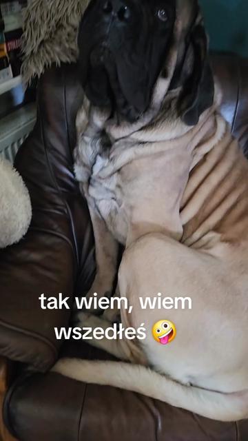 @Animal merwige fci