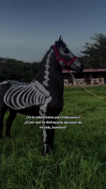 @Robin🐄🐄🤠🤠🐎🐎🇬🇹🇬🇹