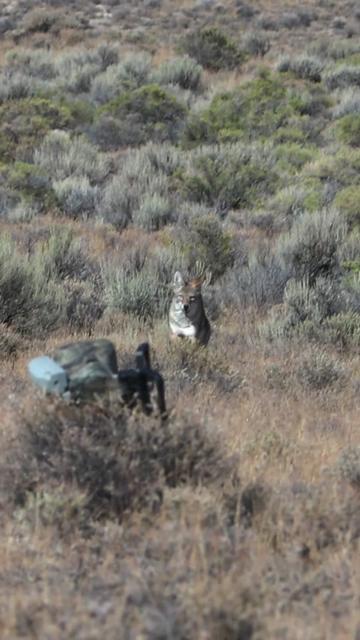 @FOXPRO Game Calls