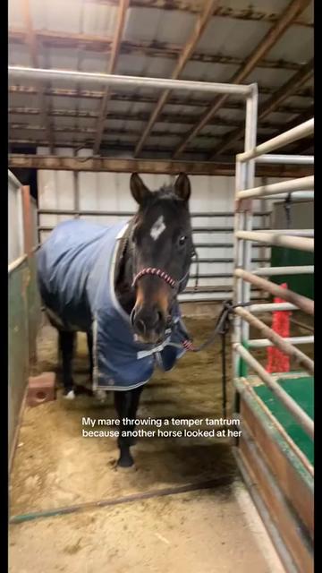 @Horses TikTok