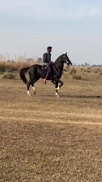 @Ch Hammad bokan &hearts;️🐎