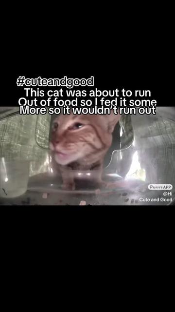@purrrr