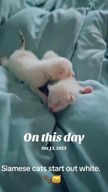 @Brittany's Beauties Kittens