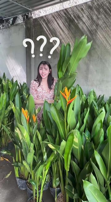 @Tiệm L&aacute; Nhỏ
