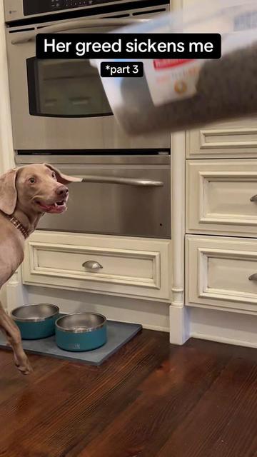 @Zoey the Weim